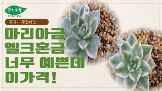 [10월6일]번개영상 너무 예쁜아이들!가격도 너무 이뻐요!/꼭지가 추천하는 핫한 금다육