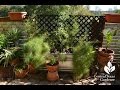 Beautiful Balcony and Patio Design | Leah Churner |Central Texas Gardener