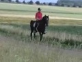 double delight of pride tennessee walking horse hengst