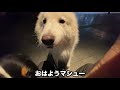 里親探しピレニーズ・チッチ出てまうねん【47 49日目】