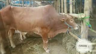 081297976189 Jual hewan qurban mangga besar