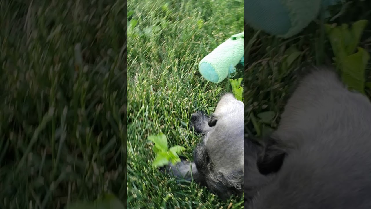 Puppies Youtube