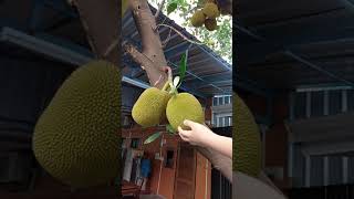 Jackfruit tree and fruitful  ต้นขนุนและลูกขนุน | Taytan Kant