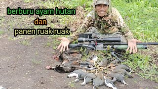 BERBURU AYAM HUTAN TERBARU episode 47 || berburu ayam hutan dan panen ruak ruak