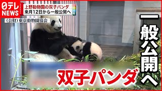 【速報】上野動物園の“双子パンダ” 来年1月12日公開へ