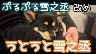 膝の上で寝落ちしちゃう豆柴チワワの子犬が可愛すぎる