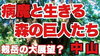 中山（富山県馬場島）を登山して\n　　　病魔と共に生きる森の巨人たちに出会いました。