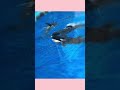 ステラ　リン　アース　3頭での写真集　名古屋港水族館 shorts