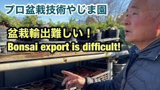 Bonsai export is difficult! Yajimaen @ Bonsai Seeds Bonsai export is difficult!