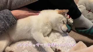 【柴犬ゆき】パパのマッサージを受けて眠くなる