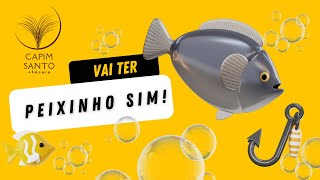 Vai ter peixinho sim!