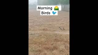 Morning walk 🌅🌞 I Beautiful birds gathering| Enjoying weather #morning #walk#viralshorts #birdslover