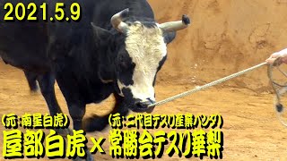 南星白虎(現：屋部白虎)ｘ常勝会テスリ華梨(元：二代目テスリ産業パンダ） 2021.5.9　【沖縄闘牛】