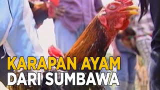 Uniknya melihat karapan ayam di Sumbawa Barat | JELAJAH