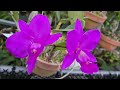 cattleya walkeriana feiticeira og