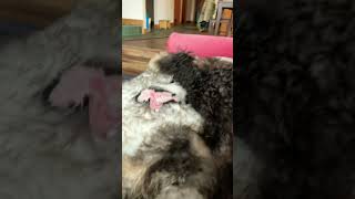 This is What Rainy Days Look Like Around Here | What About Bunny