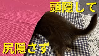 【かくれんぼ？】ヨガマットに隠れようとする子犬が可愛い【ミニチュアダックス】