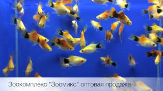 Пецилия Микки-Маус (Xiphophorus maculatus) продажа оптом