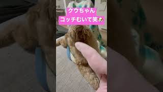 ドラッグスター４００　愛犬編VOL. 29  我が家の愛犬マルプー🐶  クウちゃんコッチむいて笑☺️ #マルプー#犬動画＃犬のいる生活#北海道