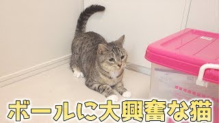 大好きなボールで元気一杯に遊ぶ猫ズ。ハイテンションな猫【猫 おもしろ】