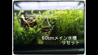 60cm水草メイン水槽　リセット【アクアリウム】