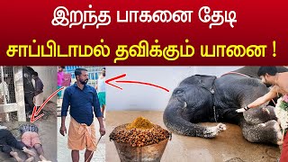 பாகனை தேடி சாப்பிடாமல் இருக்கும் யானை ! நெஞ்சை நொறுக்கும் வீடியோ