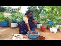 terracegardening gingerplant అల్లం ని సులువుగా ఇలా పెంచవచ్చు easy way to grow ginger at your home