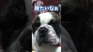 ママの帰宅を待っていられない　眠たくてたまらないフレブル　『ぶーちゃん日記』#dog #frenchbulldog #ペット #frenchton  #犬のいる暮らし #フレンチブルドッグ