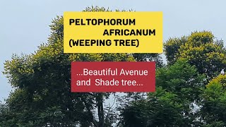 Shade tree,Peltophorum africanum, weeping wattle, African  black wood,Avenue tree