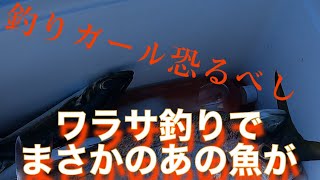 今年もやってきました！ワラサ釣り！まさかあの大物がくるとは、、、【松輪あまさけや丸】