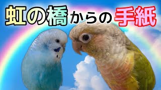 インコとの別れ…死(突然死)を受け止めることのできないあなたへ…