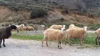 sheep/lamb/goat farm - Kambanós 04.04.2015 Crete Greece