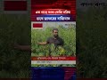 এক গাছে আধা কেজি সরিষা চাষে জাফরের বাজিমাত shorts shortsvideo shortsviral mustardcultivation