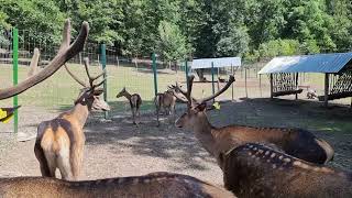 A group of marals