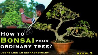 Transform an Ordinary Tree Into an Extraordinary BONSAI || সাধারণ গাছ থেকে একটি আন্তর্জাতিক বনসাই ||