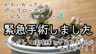 【多肉植物】大変！可愛いかったピンクローサがっ！緊急手術です。タニパト・保険株・早めの対処、重要です！