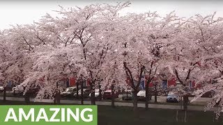 Drone captures stunning cherry blossom in Netherlands