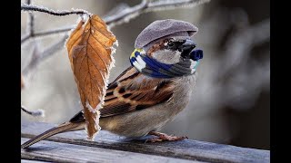 Birds speeling sparrow features || Natcher bird music 🎶 || Sparrow cute bird's