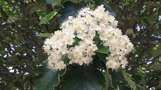 Swedish whitebeam - leaves \u0026 flowers - May 2019