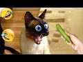 🤣❤️ So Funny! Funniest Cats and Dogs 2023 😆😍 Funniest Animals 2023 # 17