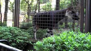 上野動物園のオカピ