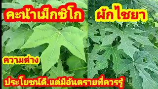 ผักไชยา.กับคะน้าเม็กซิโก.ความต่าง.กินดีมีประโยชน์แต่ก็มีโทษและอันตรายที่ควรรู้