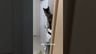 몰래 지켜보다 걸림🫣 #고양이 #고양이몰래지켜보기