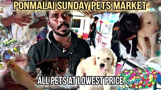 Ponmalai Sunday Pet Market Trichy| A to Z Items in One Place #trichy #ponmalai #thanjavur