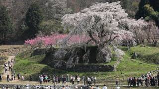 又兵衛桜 Nara Cherry tree by EOS 5D Mark II