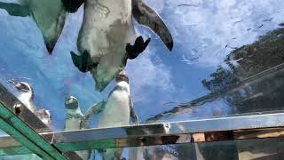 下田海中水族館 下から見るペンギン