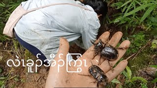 ပကလဲၤဃုအီၣ်ကြွံၤလၢပှၢ်ယိၤပူၤ