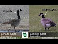 id tips cackling goose vs. canada goose