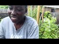 gardening with my son discovering fresh vegetables u0026 life lessons cherished moments ​⁠