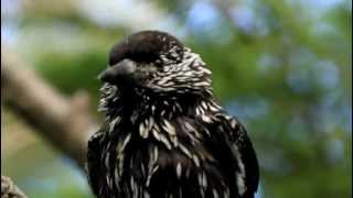 ♪鳥くん野鳥動画（山梨県奥庭山荘）ホシガラス羽繕い